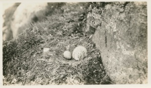 Image of Young Iceland Gull and egg